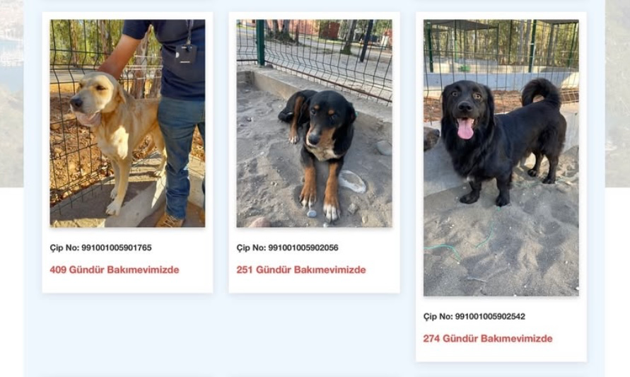 Fethiye Belediyesi’nden Hayvanseverlere Çağrı: Patili Dostlar Yeni Yuvalarını Bekliyor